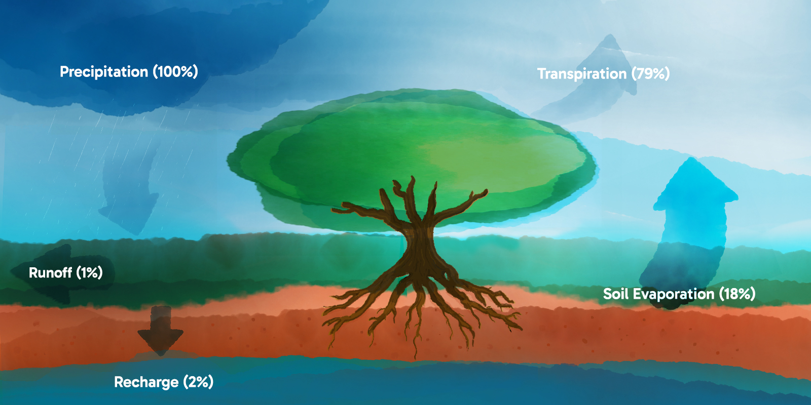 Illustration of the water cycle.