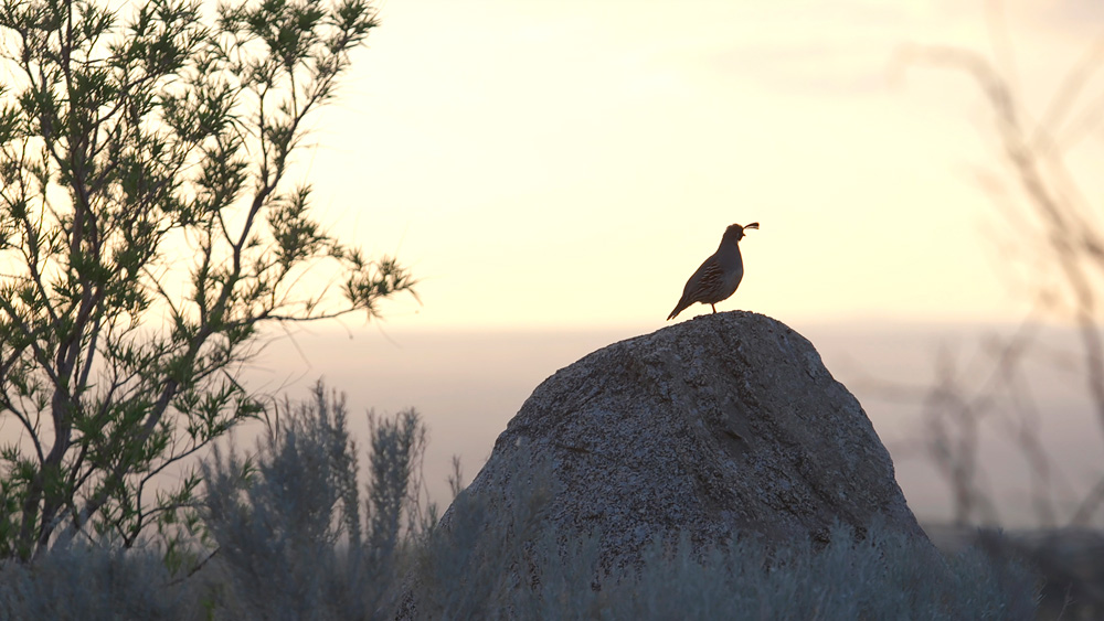 Featured image for “Tumble Dry on High: A Primer on ‘Aridification’ in New Mexico”